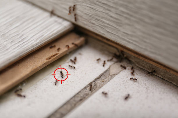 Best Best Pest Control Companies  in Galesburg, IL