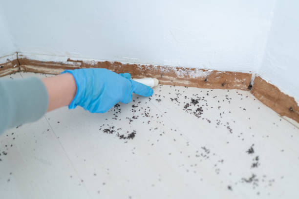 Best Local Pest Control Services  in Galesburg, IL